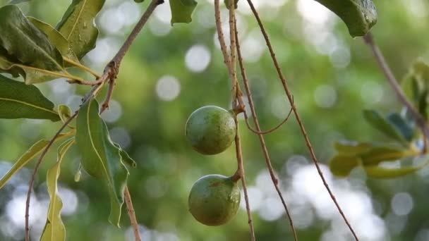 Macadamia Nuts Evergreen Tree Macadamia Plantation Brazil — Stock Video