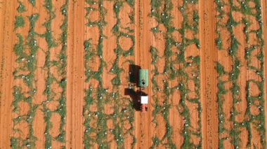 Brezilya 'daki bir karpuz tarlasına ilaçlama makinesi ile çiftçi ekin koruması uyguluyor.
