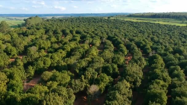 Повітряний Вид Плантацію Горіхів Макадамії Бразилії — стокове відео