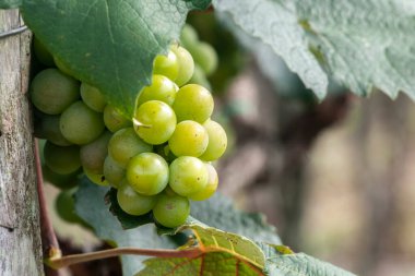 Brezilya 'da beyaz üzüm meyvesi