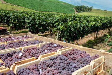 Üzüm bağında yeni toplanmış üzümlerle dolu tahta kutular.