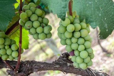 Brezilya 'da beyaz üzüm meyvesi