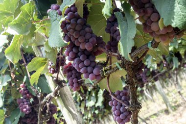 Brezilya 'da kırmızı üzüm meyvesi