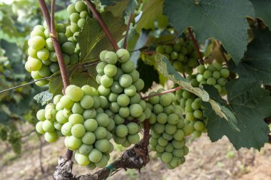 Brezilya 'da beyaz üzüm meyvesi