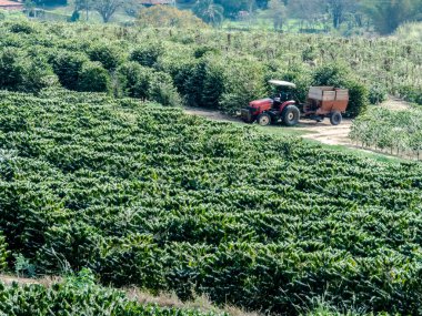 Traktör Brezilya 'da bir kahve tarlasında durdu.