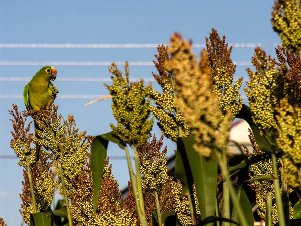 Loro Maritaca Brasileño Campo Sorhum Brasil —  Fotos de Stock