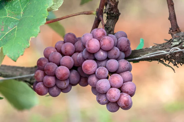Плоди Червоного Винограду Бразилії — стокове фото