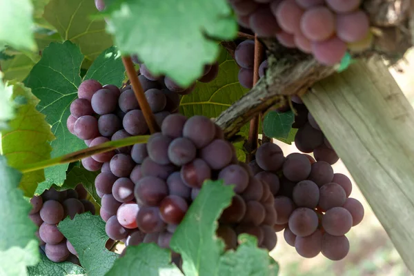 Плоди Червоного Винограду Бразилії — стокове фото