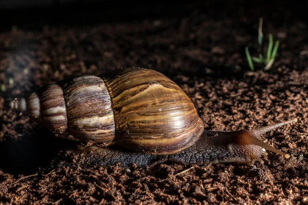 Escargot Marche Nuit Dans Jardin Brésil — Photo