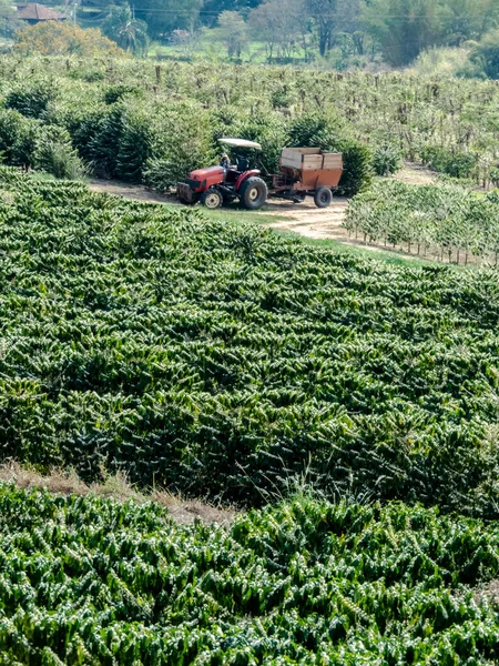 Trattore Fermo Campo Caffè Brasile — Foto Stock