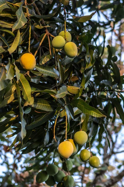 Πράσινα Φρούτα Μάνγκο Ωριμάζουν Στη Βραζιλία — Φωτογραφία Αρχείου