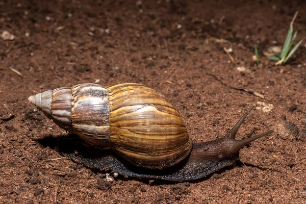 Escargot Marche Nuit Dans Jardin Brésil — Photo