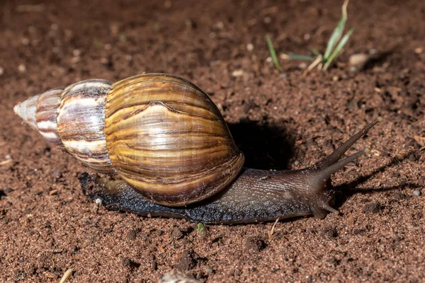 Caracol Camina Por Noche Jardín Brasil —  Fotos de Stock