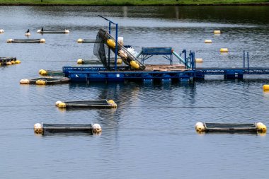 Brezilya 'da bir balık çiftliğinde tilapia yetiştirmek için kullanılan tanklar.