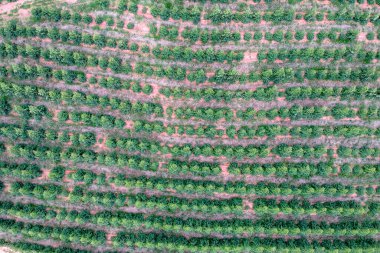 Brezilya 'daki genç bir okaliptüs çiftliğinin havadan görünüşü