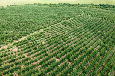 Brezilya 'daki genç bir okaliptüs çiftliğinin havadan görünüşü