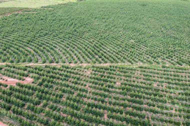 Brezilya 'daki genç bir okaliptüs çiftliğinin havadan görünüşü