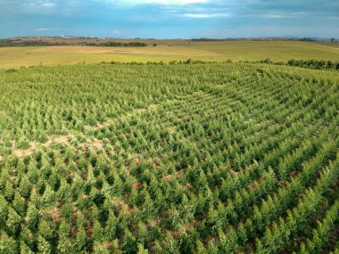 Brezilya 'daki genç bir okaliptüs çiftliğinin havadan görünüşü