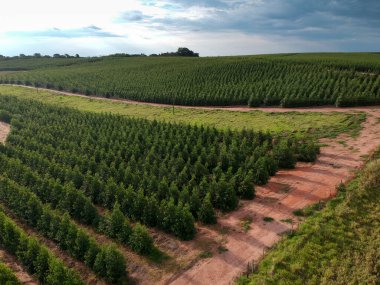 Brezilya 'daki genç bir okaliptüs çiftliğinin havadan görünüşü
