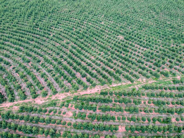 Luftaufnahme Einer Jungen Eukalyptusplantage Brasilien — Stockfoto