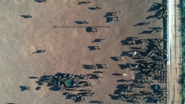 Brezilya 'da hapsedilmiş Angus sığırlarının havadan görünüşü