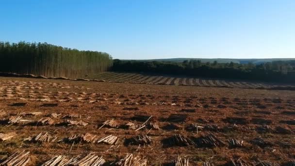 Widok Lotu Ptaka Plantację Drzew Eukaliptusowych Zbieranych Odłamki Drewna Brazylii — Wideo stockowe