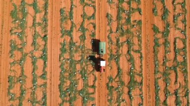 Brezilya 'daki bir karpuz tarlasına ilaçlama makinesi ile çiftçi ekin koruması uyguluyor.