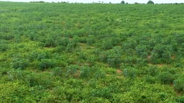 Cassava Lub Maniok Roślin Polu Brazylii — Wideo stockowe