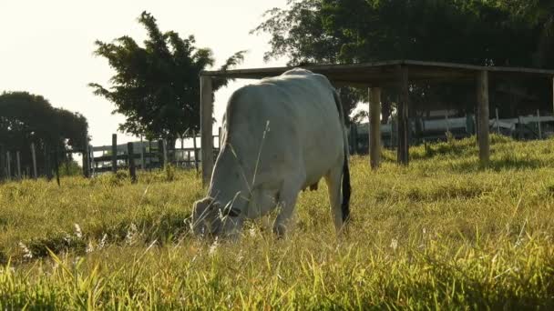 Nelore Vache Bétail Son Fils Sur Pâturage Brésil — Video