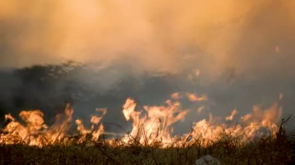 Gęsty Dym Rosnący Dziki Pożar Brazylii — Wideo stockowe