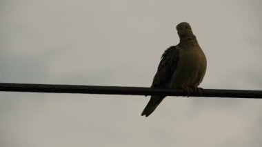 Elektrik hattında dinlenen bir kuş ve arka planda bulutlu bir gökyüzü. Rolinha adında bir kuş, Columbidae familyasından bir kuş, Columbinae alt familyasından, tipik güvercin alt familyasından.