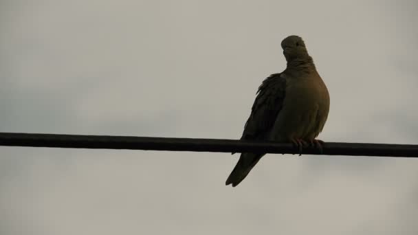 一只小鸟停在电线上 云彩笼罩在后面 一种名为Rolinha的鸟 属于哥伦比亚科的鸟 属于哥伦比亚科 是典型鸽子的一个亚科 — 图库视频影像