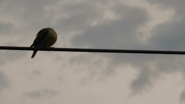 Elektrik hattında dinlenen bir kuş ve arka planda bulutlu bir gökyüzü. Rolinha adında bir kuş, Columbidae familyasından bir kuş, Columbinae alt familyasından, tipik güvercin alt familyasından.