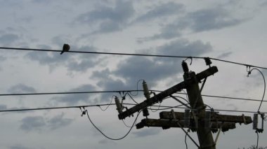 Elektrik hattında dinlenen bir kuş ve arka planda bulutlu bir gökyüzü. Rolinha adında bir kuş, Columbidae familyasından bir kuş, Columbinae alt familyasından, tipik güvercin alt familyasından.
