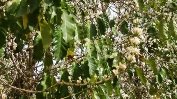 Flor Árbol Café Con Flores Color Blanco Con Enfoque Selectivo — Vídeo de stock