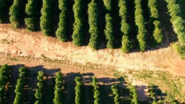 Vista Aérea Del Campo Café Verde Brasil — Vídeo de stock