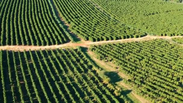 Vista Aerea Del Campo Caffè Verde Brasile — Video Stock