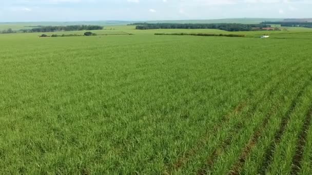 Campo Caña Azúcar Verde Sao Paulo Brasil — Vídeos de Stock