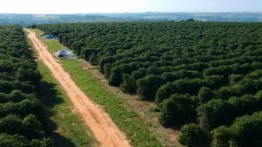 Brezilya 'daki yeşil kahve tarlasının havadan görünüşü