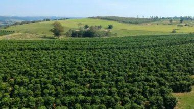 Brezilya 'daki yeşil kahve tarlasının havadan görünüşü
