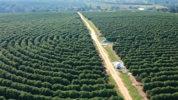 Letecký Pohled Zelené Kávové Pole Brazílii — Stock video