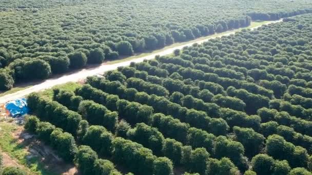 Letecký Pohled Zelené Kávové Pole Brazílii — Stock video