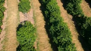 Brezilya 'daki yeşil kahve tarlasının havadan görünüşü