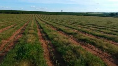 Damlama sisteminde sulanan kahve fidanlarının havadan görünüşü