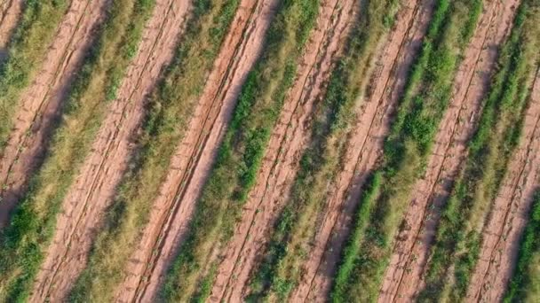 Luftaufnahme Von Kaffeesämlingen Die Tropfsystem Bewässert Werden — Stockvideo