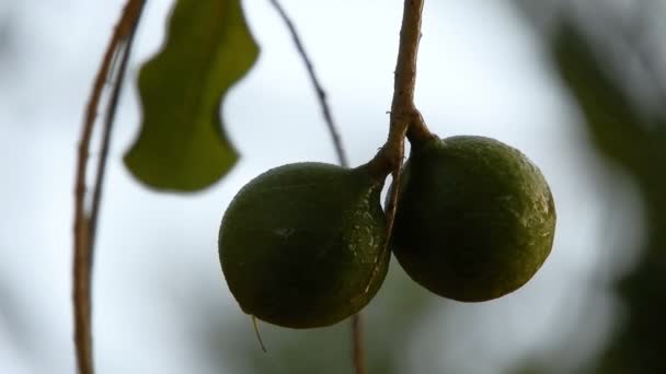 Rainy Macadamia Nut Evergreen Tree Macadamia Plantation Brazil — стокове відео