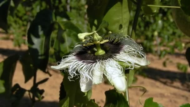 Μαύρο Σκαθάρι Γονιμοποιεί Ένα Λουλούδι Φρούτων Πάθος Έναν Κήπο Στη — Αρχείο Βίντεο