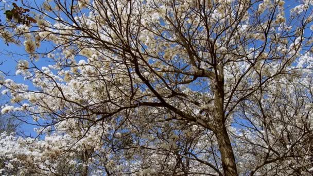 Ipes Vita Träd Blommande Lund Med Selektivt Fokus Kommunen Marilia — Stockvideo