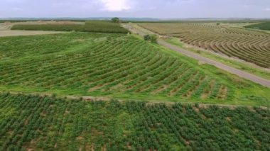 Brezilya 'da manyok ya da manyok bitkisi