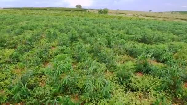 Cassava Εργοστάσιο Μανιόκας Αγρό Στη Βραζιλία — Αρχείο Βίντεο